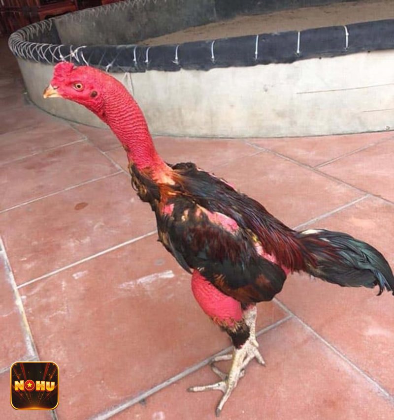 Đá Gà Cựa Sắt - Nét hấp dẫn từ hình thức đá gà cựa kim loại