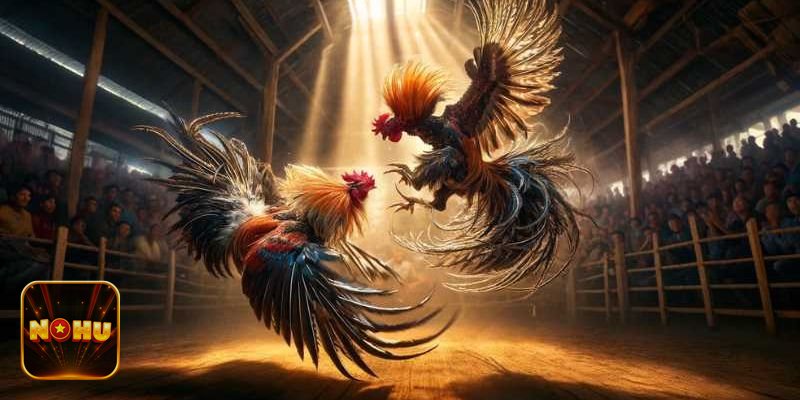 Đá Gà Thomo - Livestream giúp bạn đọc trận nhanh hơn