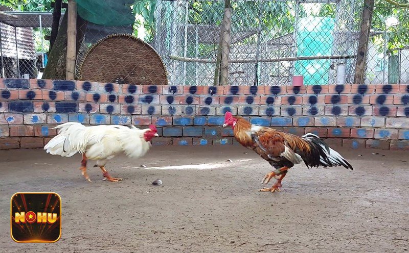 Đá Gà Online - BDD: kèo hòa nên dùng có kiểm soát