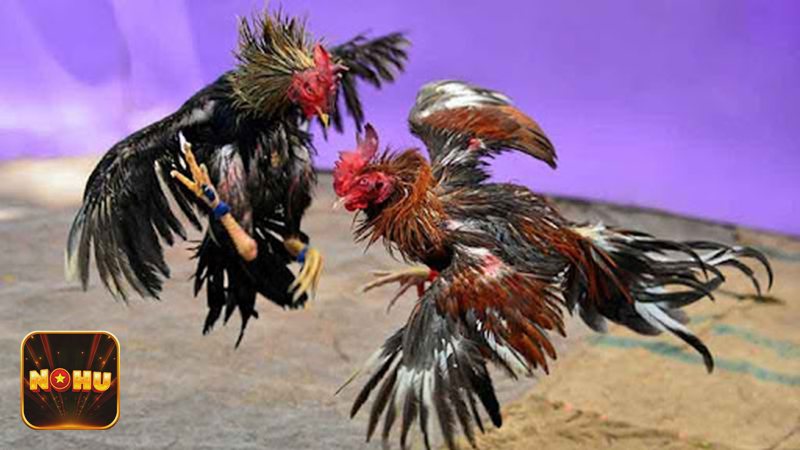 Đá Gà Cựa Sắt - Phân hạng cân chiến kê trong thi đấu