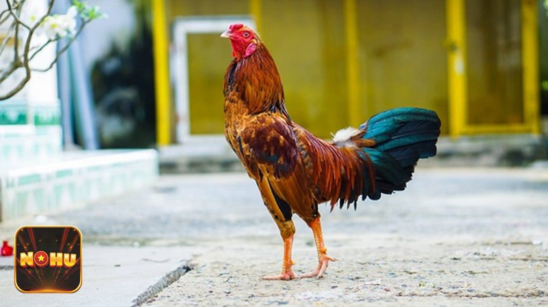 Đá Gà Cựa Sắt - Quy trình đặt cược nhanh gọn và minh bạch